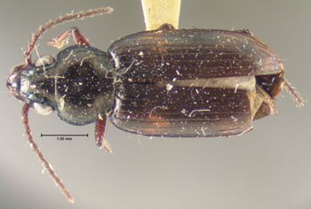 Media type: image;   Entomology 16298 Aspect: habitus dorsal view